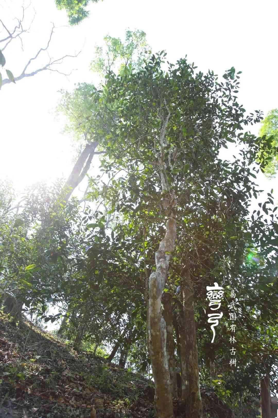 高杆茶树普洱茶