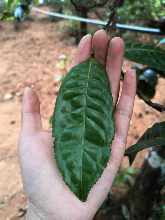 高杆茶树普洱茶