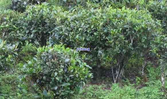 普洱茶树树种种类排名及介绍：云南普洱茶树的品种多样性及其特点。