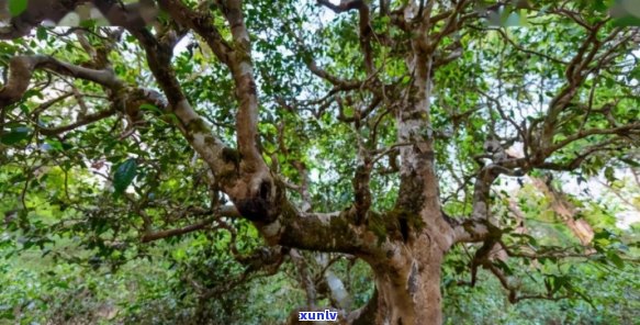 普洱茶树树种种类排名及介绍：云南普洱茶树的品种多样性及其特点。