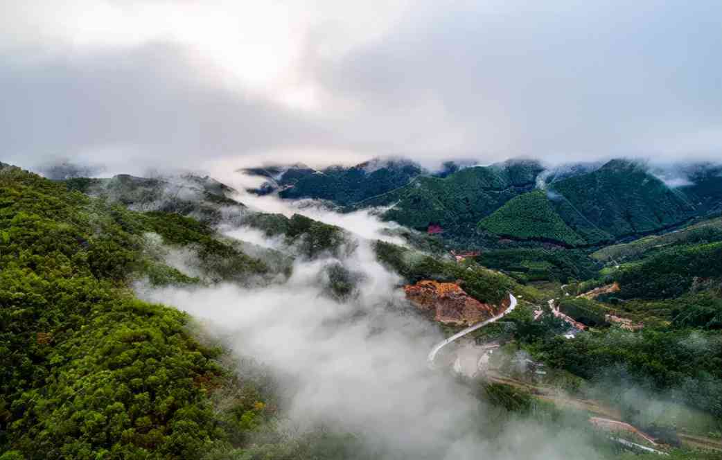 普洱茶种植条件：了解土、气候、海拔等多方面因素以获得更好的产量和品质