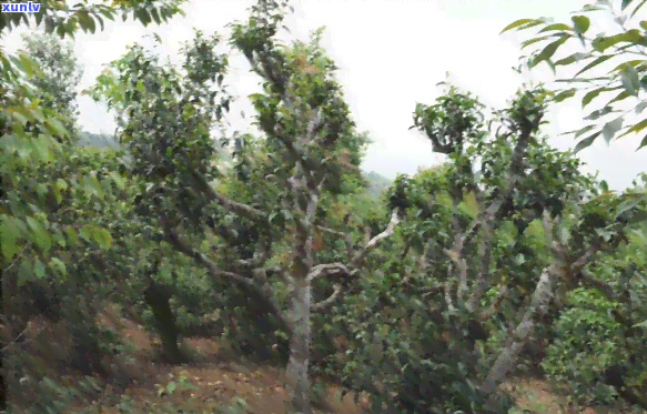 探寻古树普洱茶中的独特沙茶口感：帕沙茶特点解析