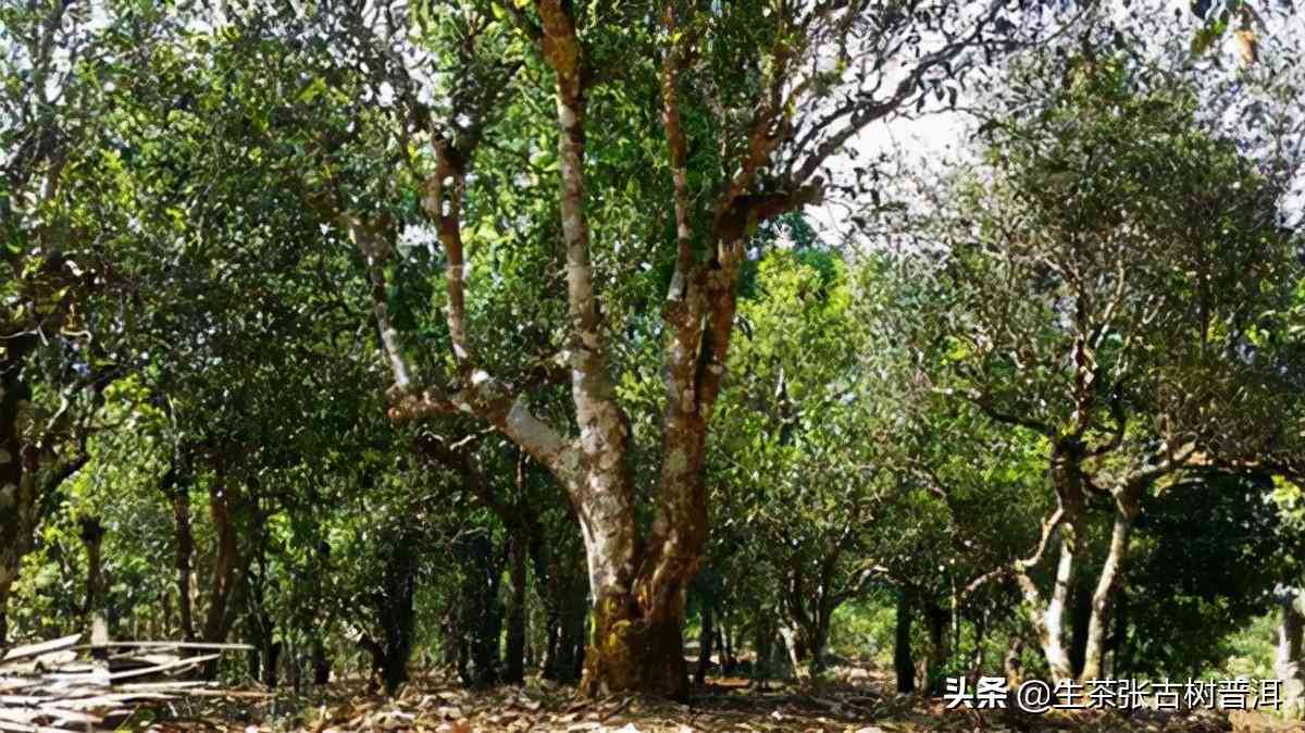 探寻古树普洱茶中的独特沙茶口感：帕沙茶特点解析