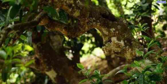 探寻古树普洱茶中的独特沙茶口感：帕沙茶特点解析