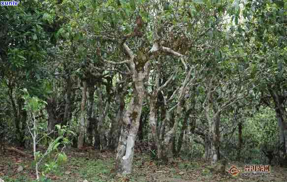 探寻古树普洱茶中的独特沙茶口感：帕沙茶特点解析