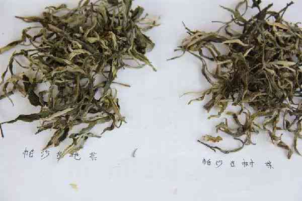 帕沙普洱茶王朝