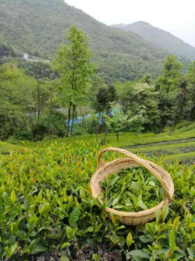 明茶厂历年产品概览：从早期到现代的茶叶系列