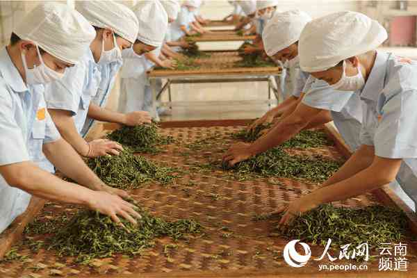 顶云南茶业：一家专注于普洱茶生产的创新型企业