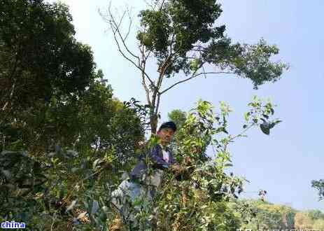 武汉古树普洱茶：十大推荐，哪家的喝？