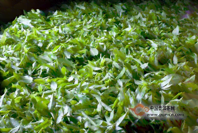 '大叶种原味普洱茶好吗？云南大叶种普洱茶功效与特点'