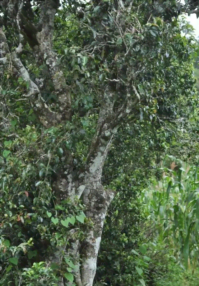 林高端古树普洱茶的产地及其十大名牌茶叶推荐