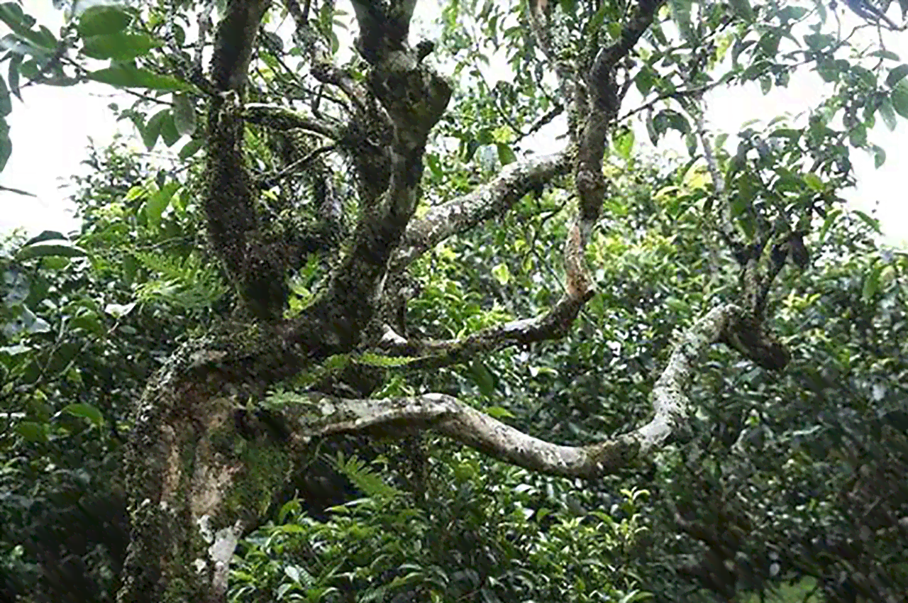 林高端古树普洱茶的产地及其十大名牌茶叶推荐