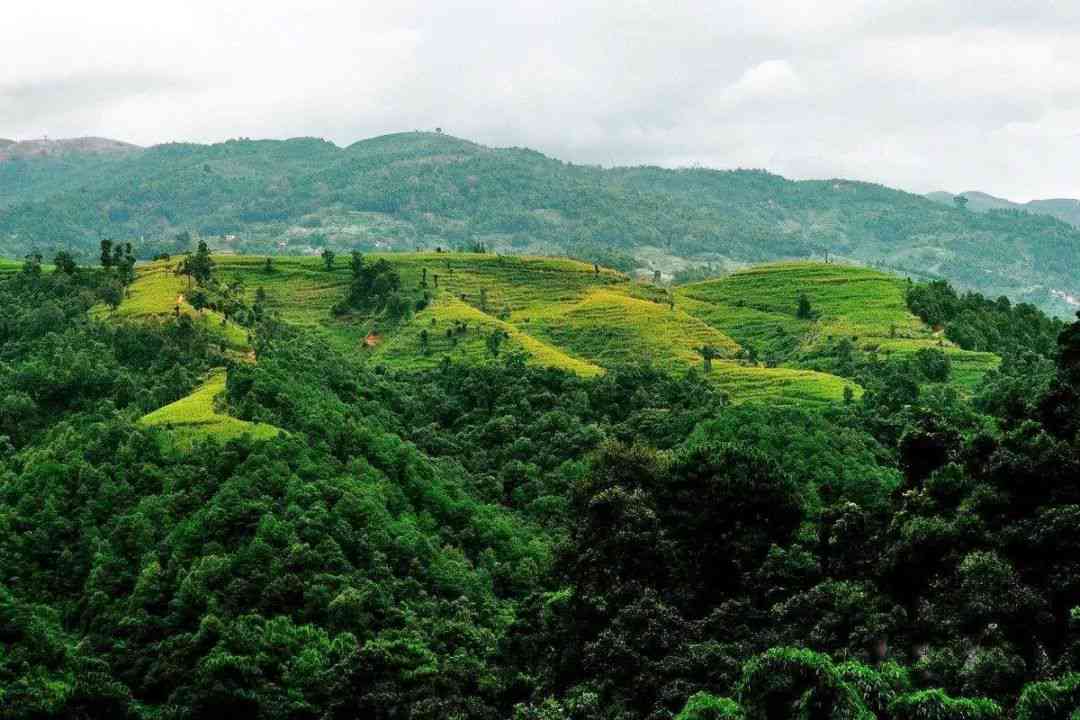 云南布朗族茶山：真正普洱茶产区的探索与发现