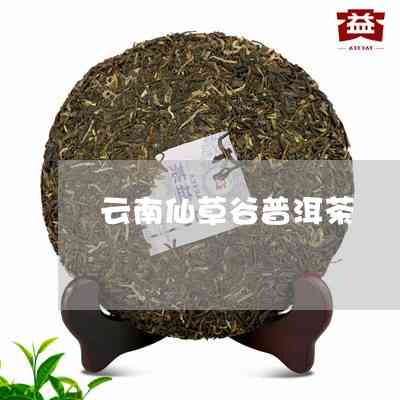 云南仙草谷：探索普洱茶的诞生地与品质奥秘