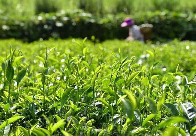 京东独家销售 | 普洱茶磨烈单株，品质保证，限时抢购！