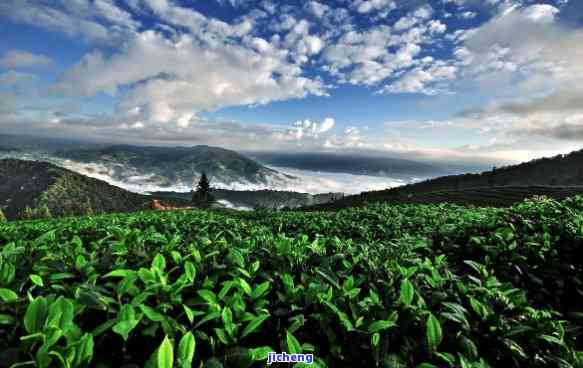 洱地区特色茶叶：品味云南普洱茶的独特魅力