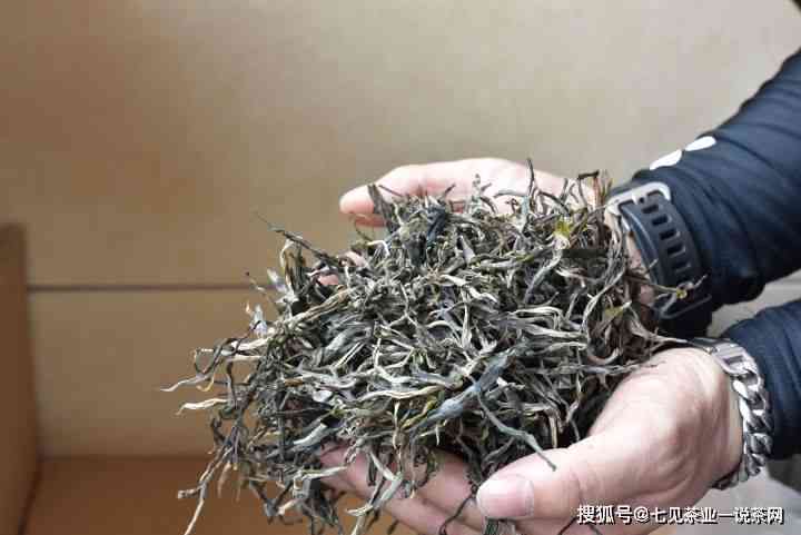 从茶树品种到品质：普洱茶毛料挑选的全过程解析，教你如何选购优质普洱茶