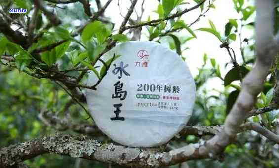 冰岛地界与普洱茶：探寻这一独特茶叶的产地、品种、口感与文化背景