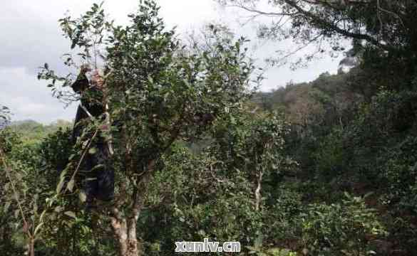 黄草岭古树普洱茶：源自大自然的秘密味道