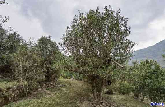 黄草岭古树普洱茶：源自大自然的秘密味道