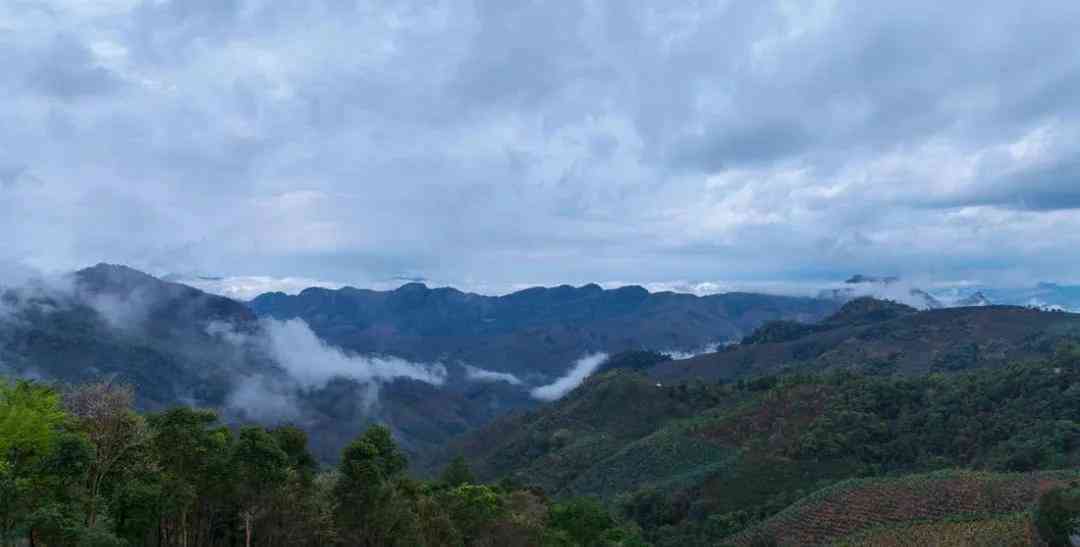 麻黑寨普洱茶：特点、价格、易武，外形与生态环境的综合评价