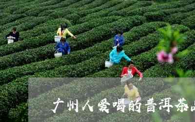 广州市场上更受欢迎的高端普洱茶有哪些？