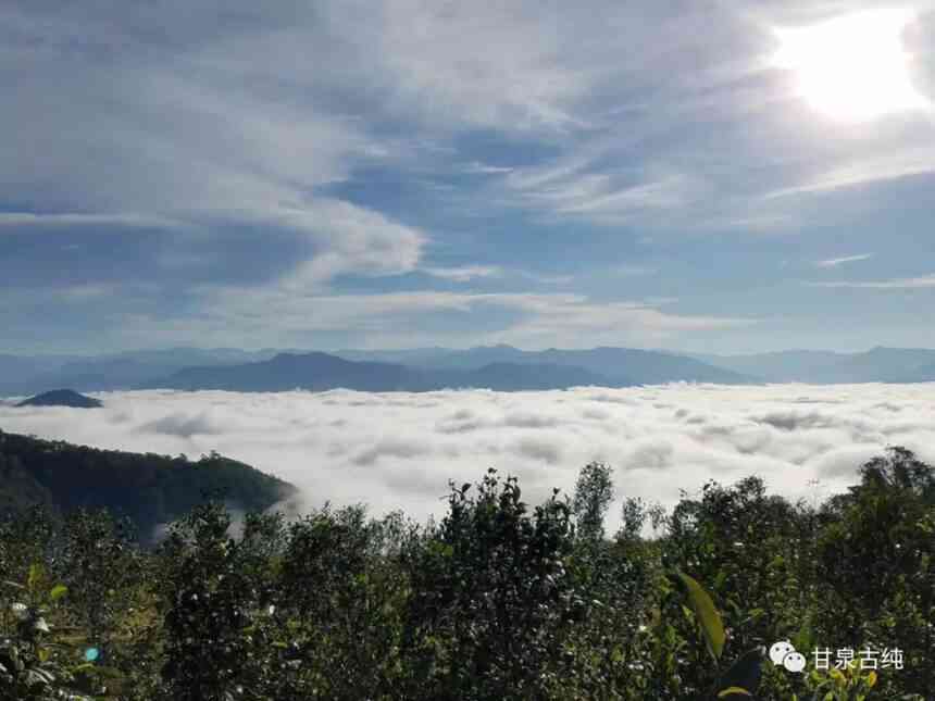 雪山之巅的天赐霖：勐库普洱茶的故事