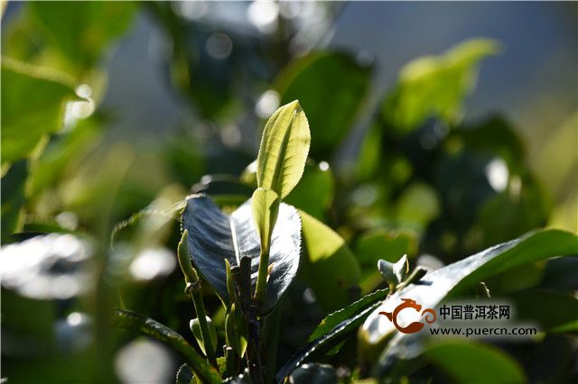 珍稀古树普洱茶：万元一斤的投资机会