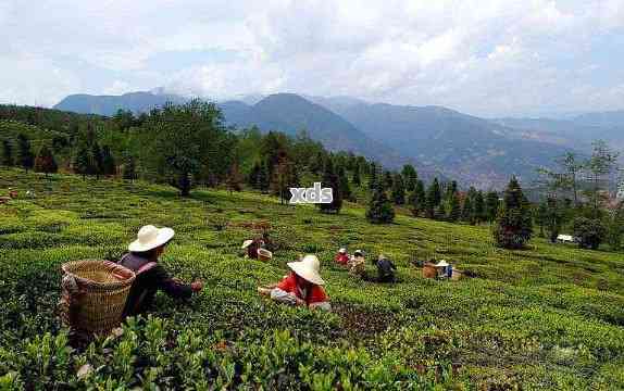 云南红河州：探寻普洱茶的产地及独特魅力