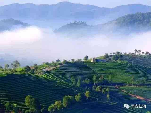 云南红河州：探寻普洱茶的产地及独特魅力