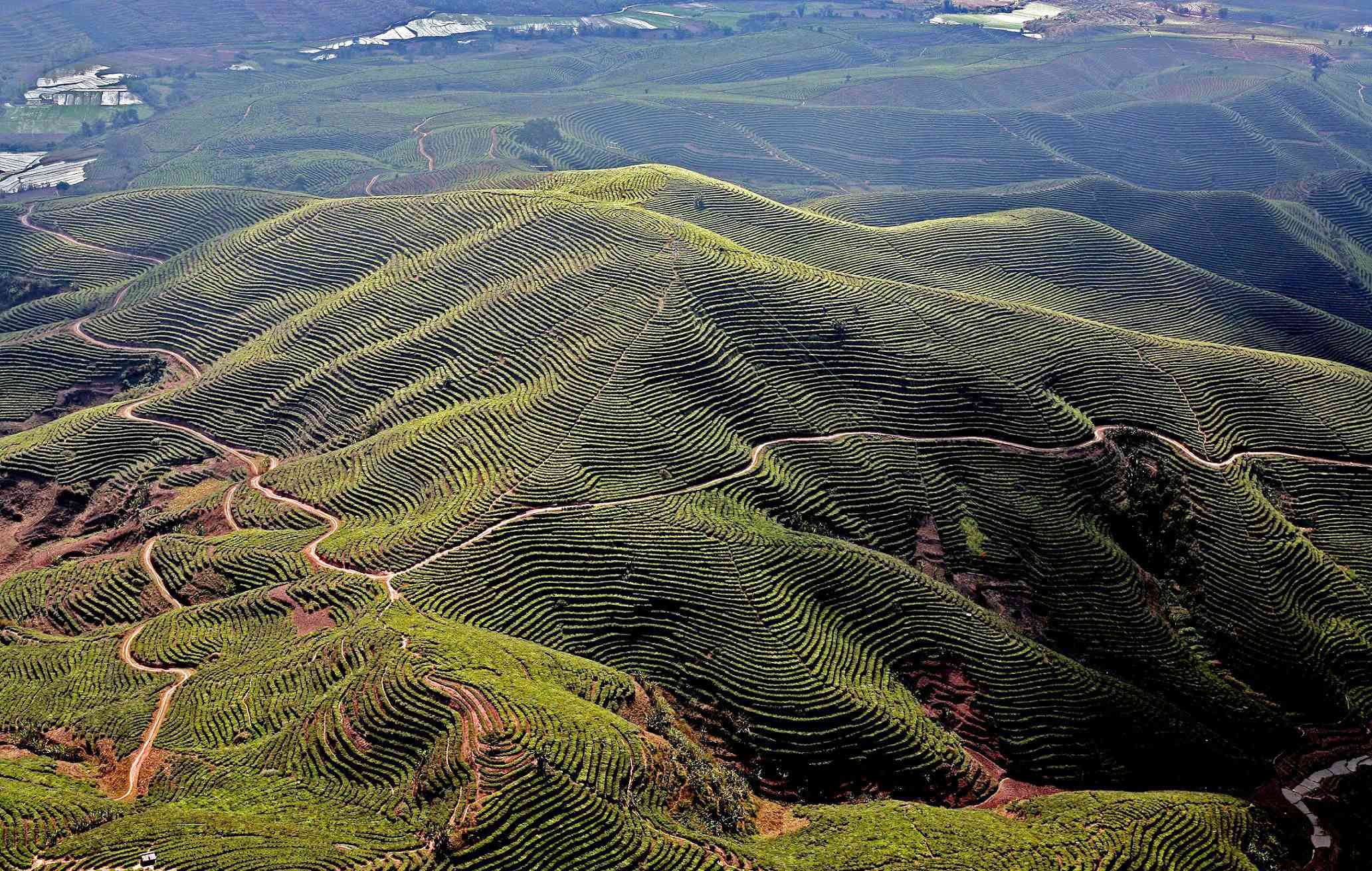 红河茶区：普洱茶产地一览，品味独特风味与特点