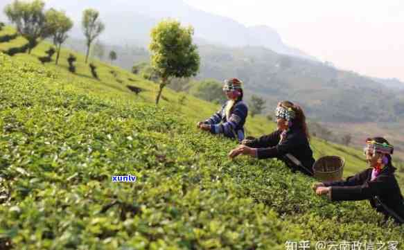 红河普洱茶产地与：探寻云南红河的优质茶源