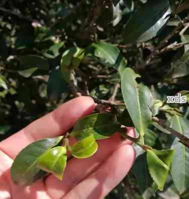 古树猫耳朵普洱茶：独特口感与特点解析