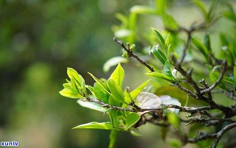 母树茶品质、口感、功效及冲泡方法全面解析：如何品鉴和享受这款顶级茶叶？