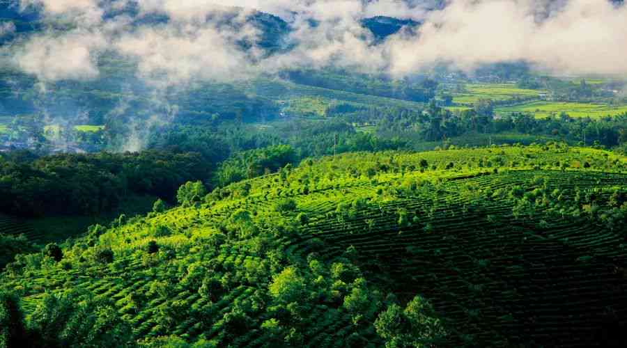 普洱茶区优质景点盘点：探索云南普洱茶产地的美丽风景与文化底蕴