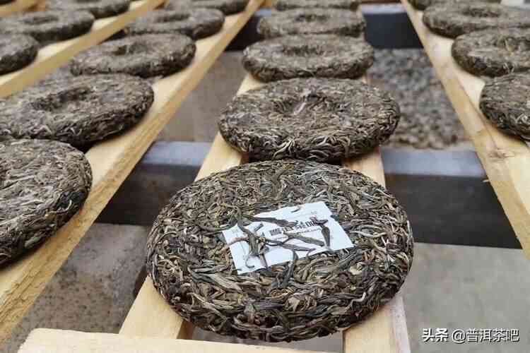 存普洱茶的时间：何时才能品尝到美味的生普洱茶？