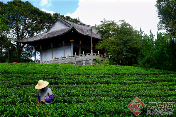 普洱茶博览苑：探索云南茶文化、品鉴普洱茶魅力的综合场所