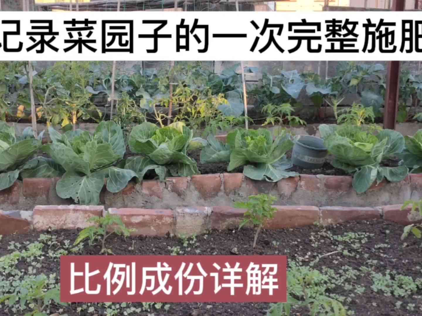 盆景施肥：探索玉肥与普通肥料之间的差异，以及它们在植物生长中的作用