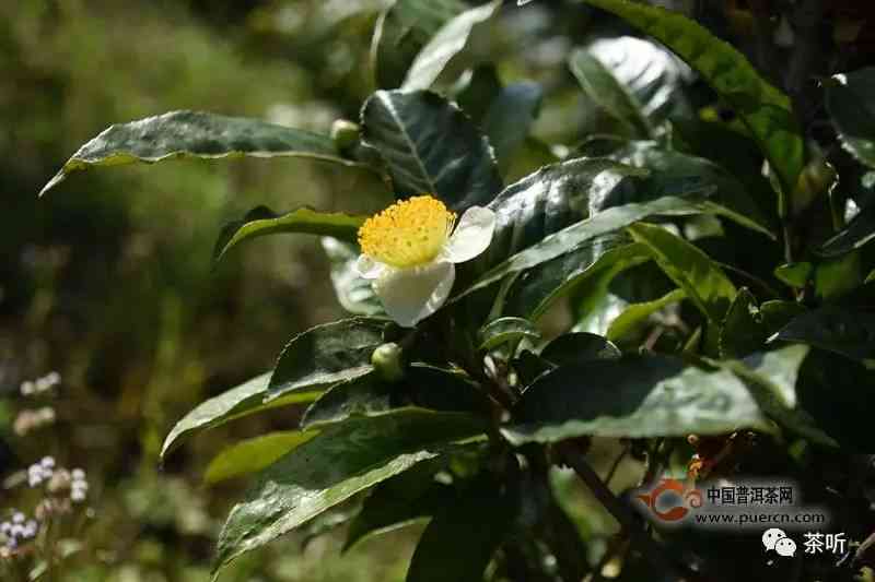 普洱茶与茶花：一种独特的茶叶品种及其生长环境、品质特点和饮用方式