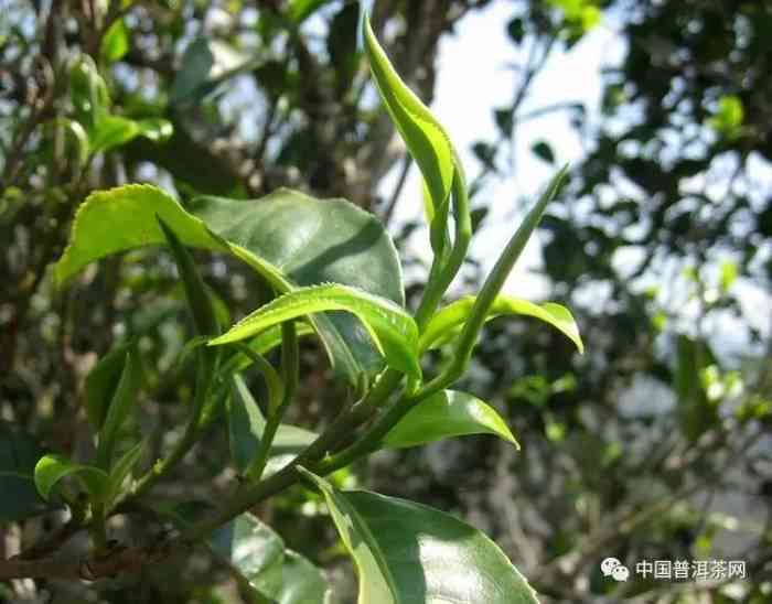 普洱茶与茶花：一种独特的茶叶品种及其生长环境、品质特点和饮用方式