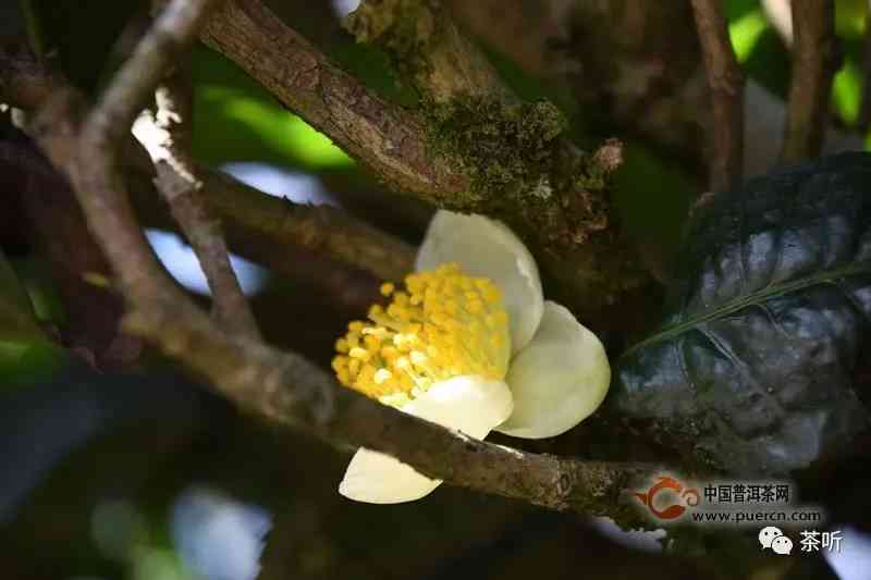 普洱茶与茶花：一种独特的茶叶品种及其生长环境、品质特点和饮用方式