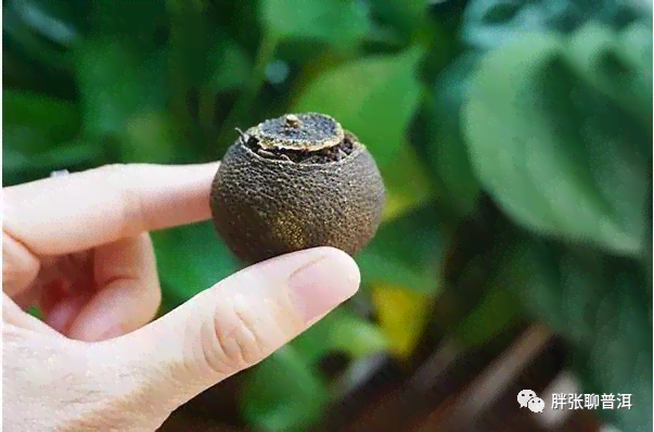 小青柑普洱茶冲泡不散的原因：独特工艺与品种特性。