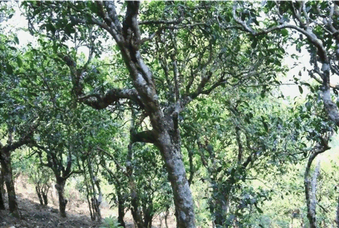 陈伟明云南普洱茶：一款源自古树的独特风味简介与资料