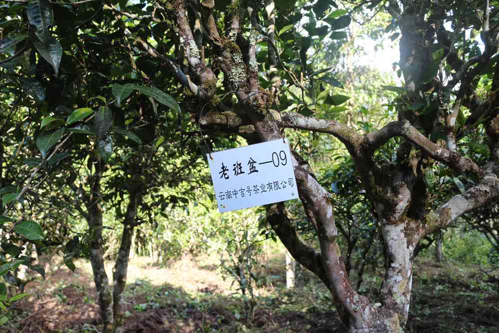 陈伟明云南普洱茶：一款源自古树的独特风味简介与资料