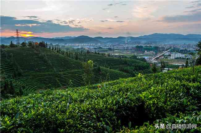 探索普洱茶的魅力：全球普洱茶集散地大全与指南