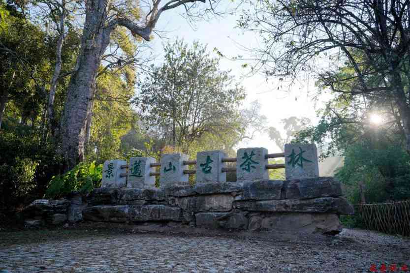 普洱茶源头集散地