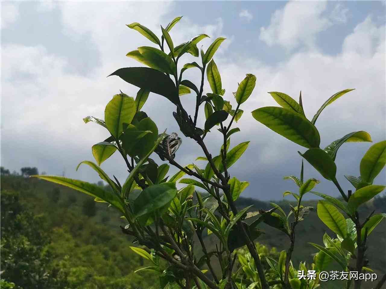 昔归普洱茶多少钱一饼？2023年昔归普洱生茶价格是多少？