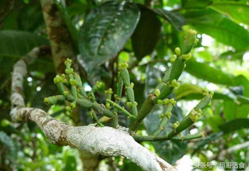 冷冻普洱茶的性：能喝吗？冰冻普洱茶水保存和放置冰箱的问题解析