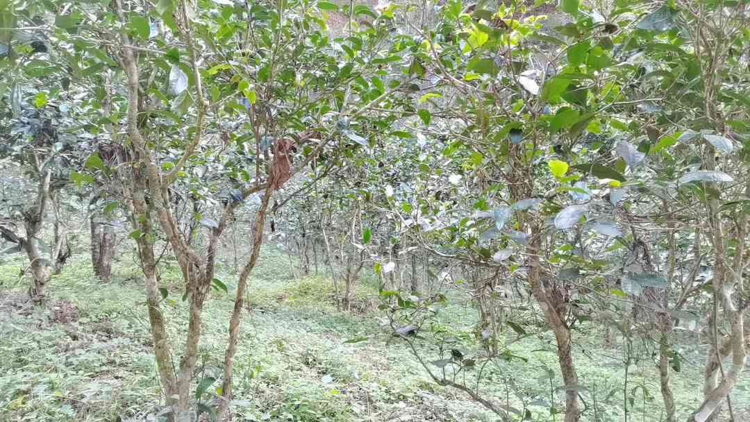 曼撒普洱茶的全面解读：品种特点、品饮方法与购买注意事项