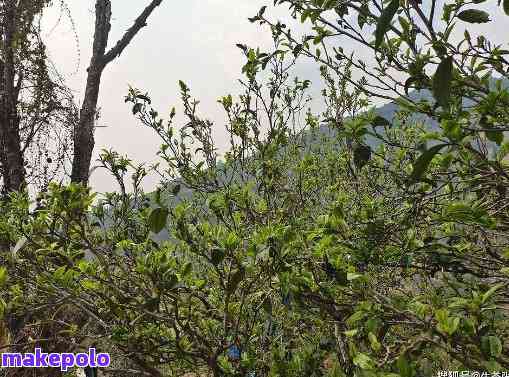 邦崴古树茶普洱茶价格及口感：山老树的独特韵味